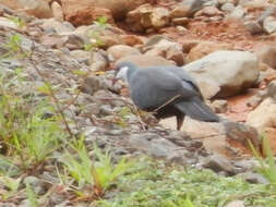 Image of Columba vitiensis vitiensis Quoy & Gaimard 1832