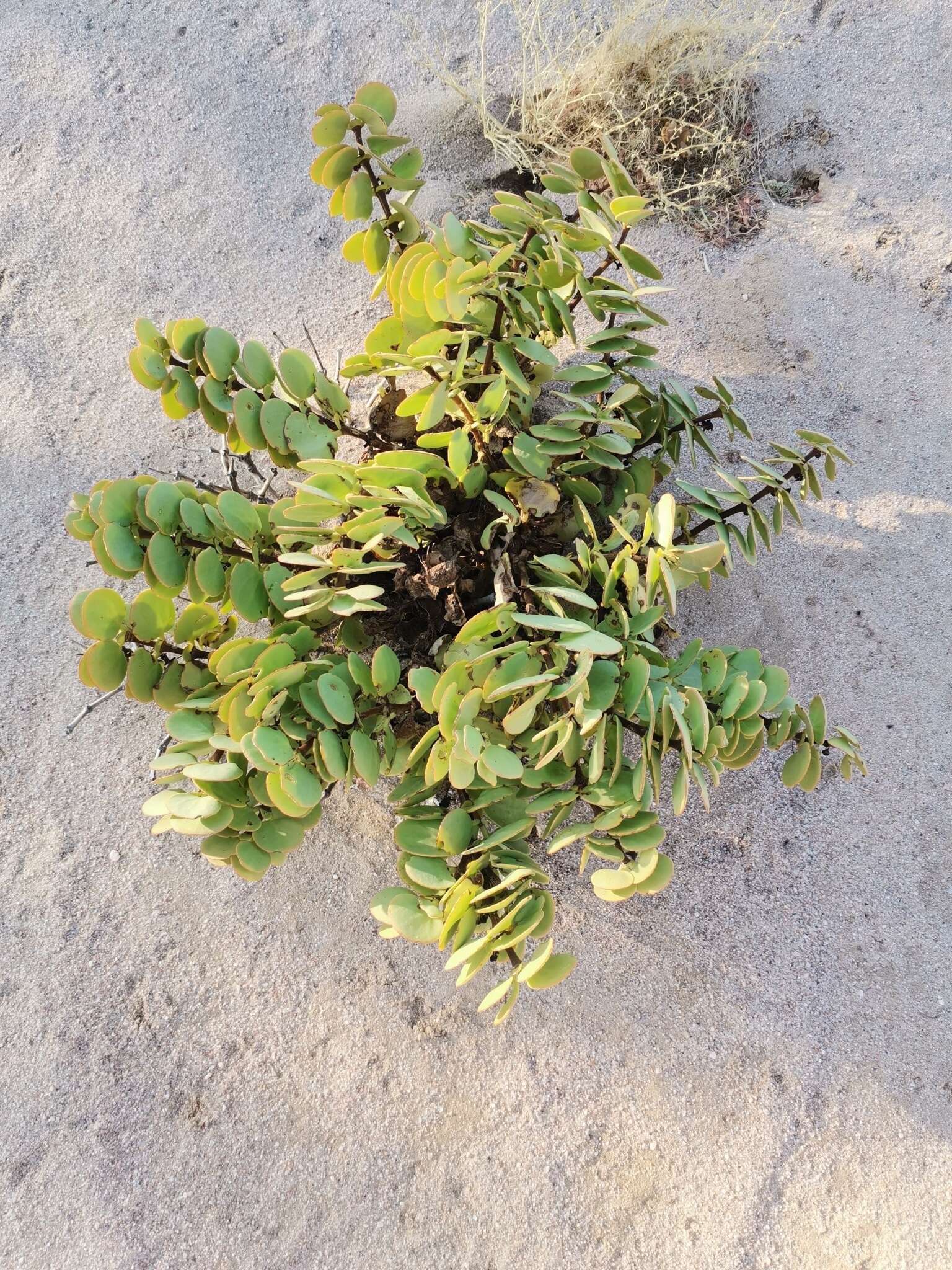 Sivun Tetraena stapfii (Schinz) Beier & Thulin kuva