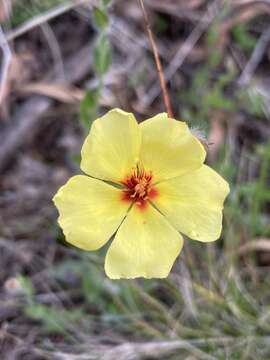 Image of <i>Crocanthemum brasiliense</i>