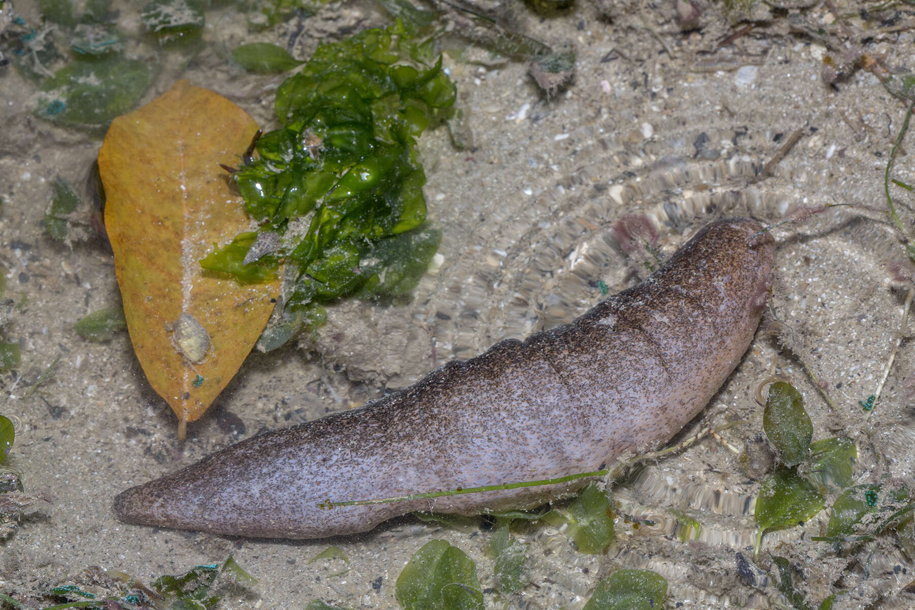 Image of Acaudina leucoprocta (H. L. Clark 1938)