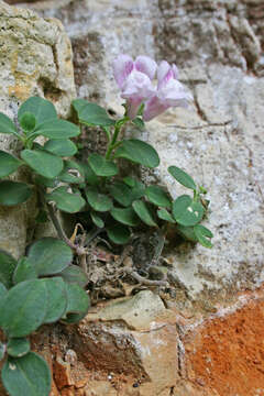 Image of Antirrhinum pertegasii Rothm.