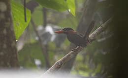 Image of Blue-capped Kingfisher