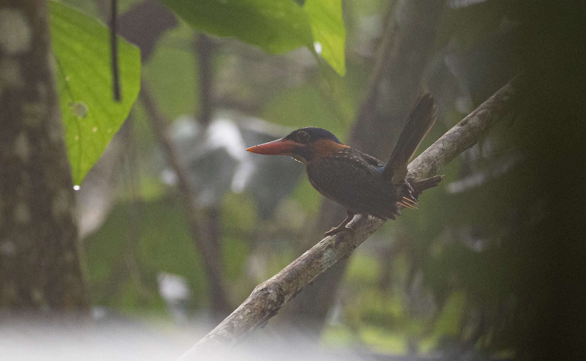 Image of Blue-capped Kingfisher