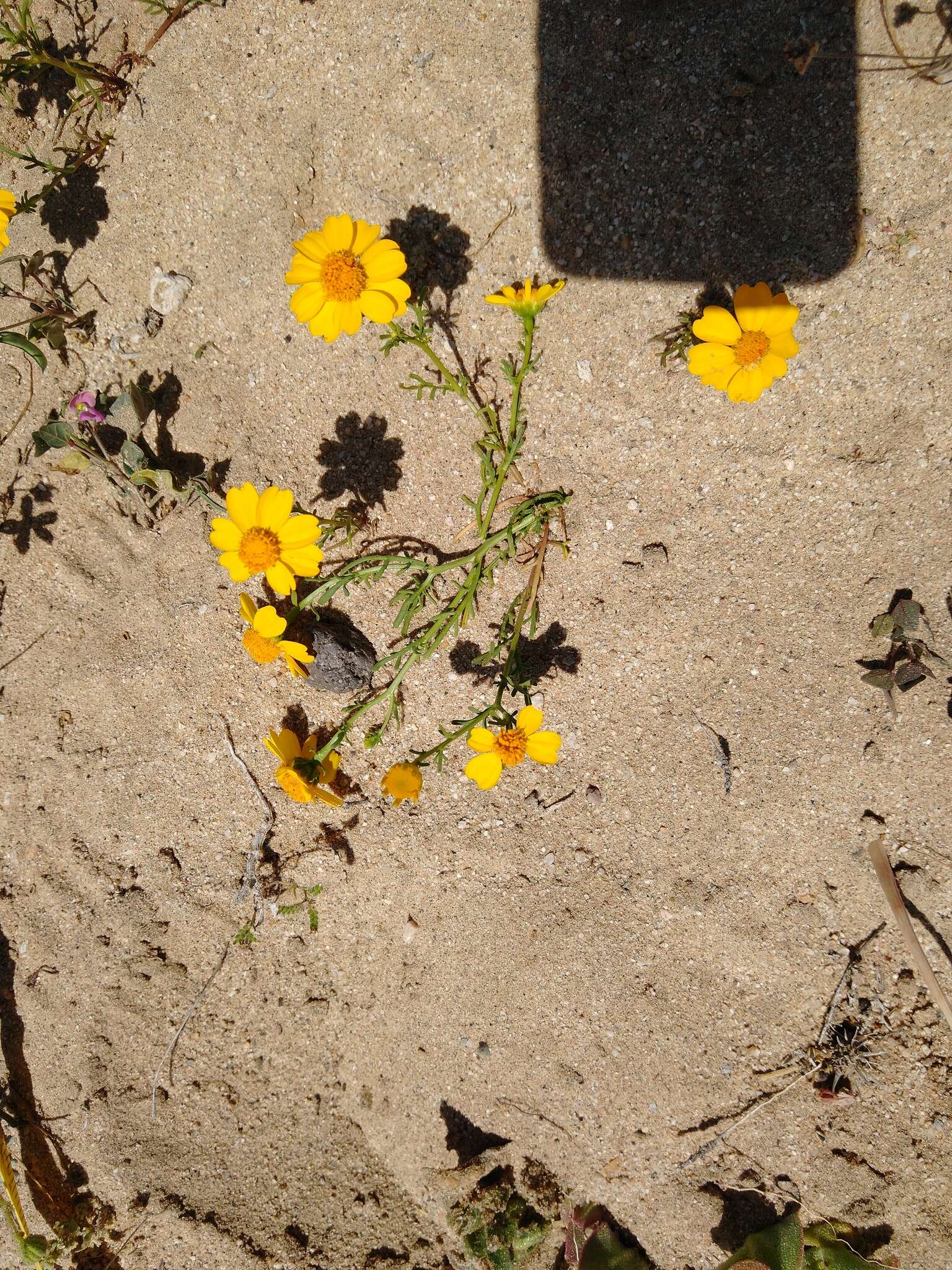 Image of Boeberastrum anthemidifolium (Benth.) Rydb.