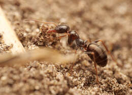 Image of Proformica striaticeps (Forel 1911)