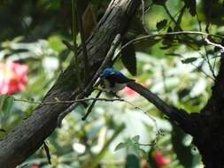 Image of Ultramarine Flycatcher