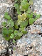 Image of Cymbalaria microcalyx (Boiss.) Wettst.