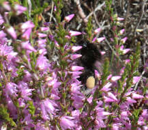 Image of Bombus soroeensis (Fabricius 1776)