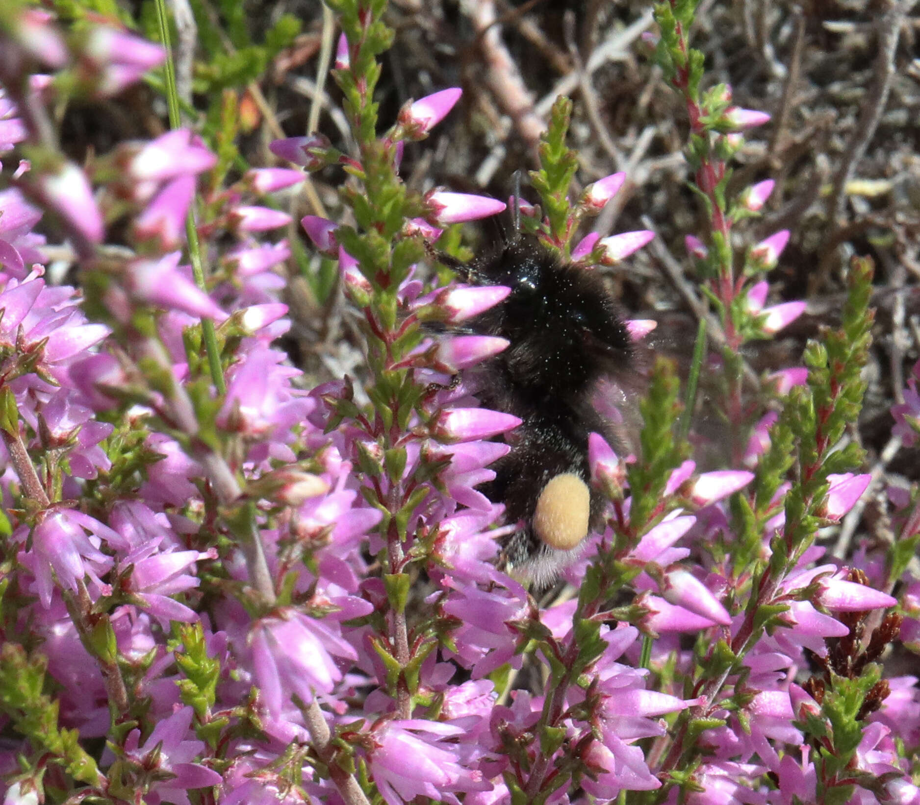 Image of Bombus soroeensis (Fabricius 1776)