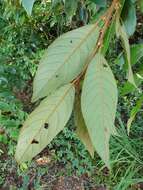 Image de Litsea breviumbellata C. K. Allen