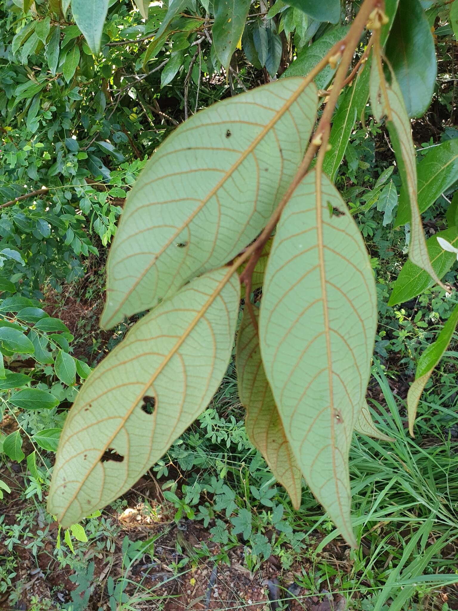 Image de Litsea breviumbellata C. K. Allen