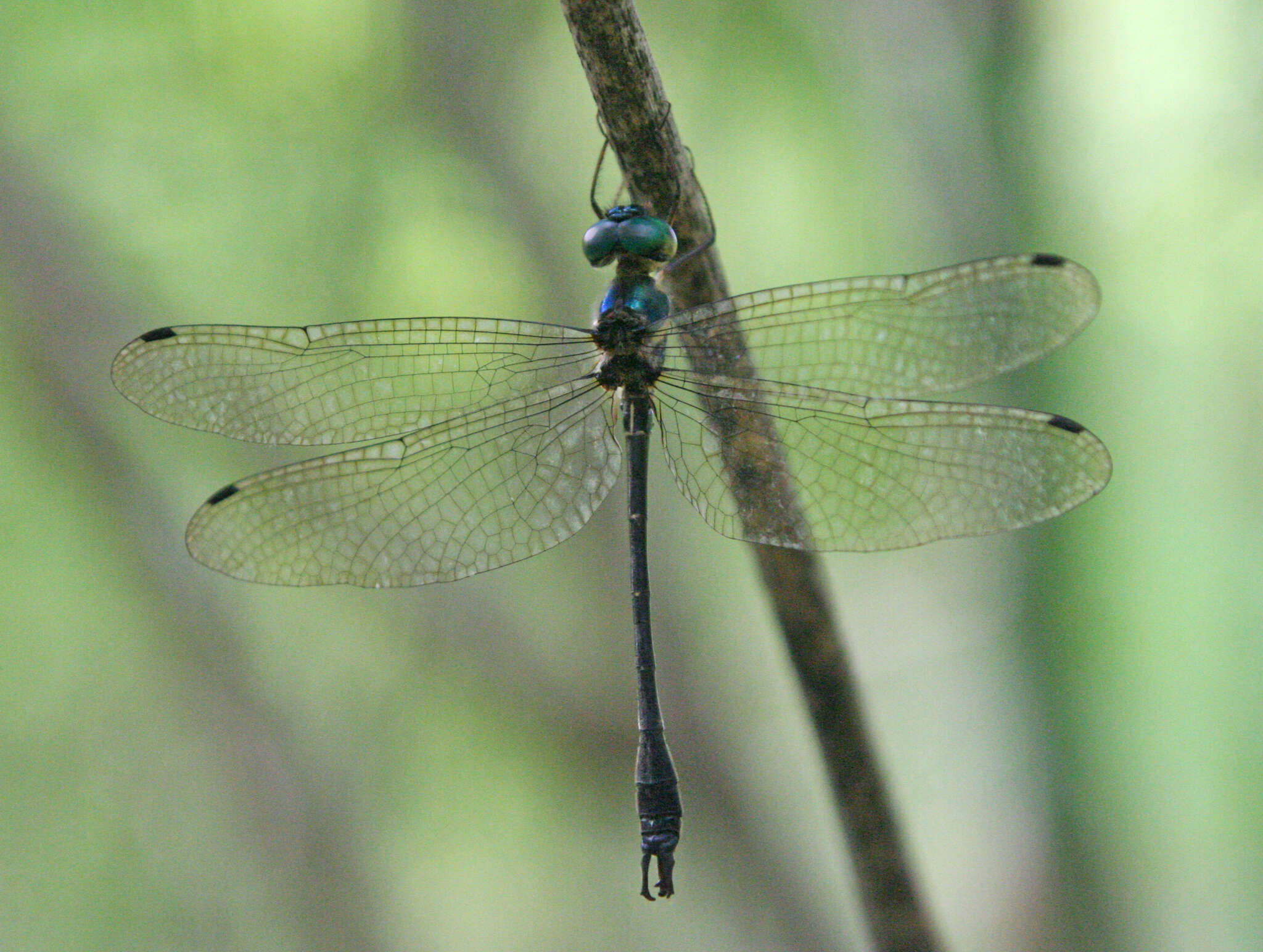 Image of <i>Idionyx thailandica</i>