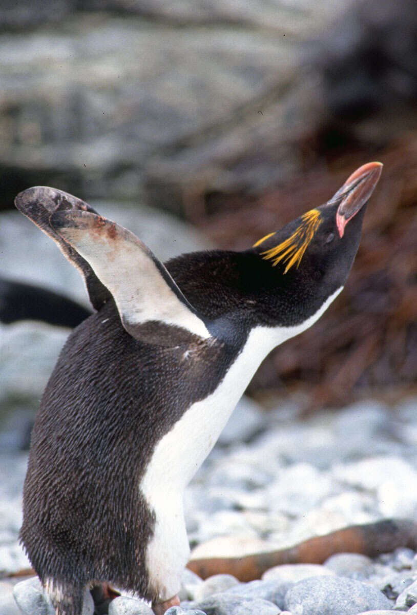 Image of Macaroni Penguin