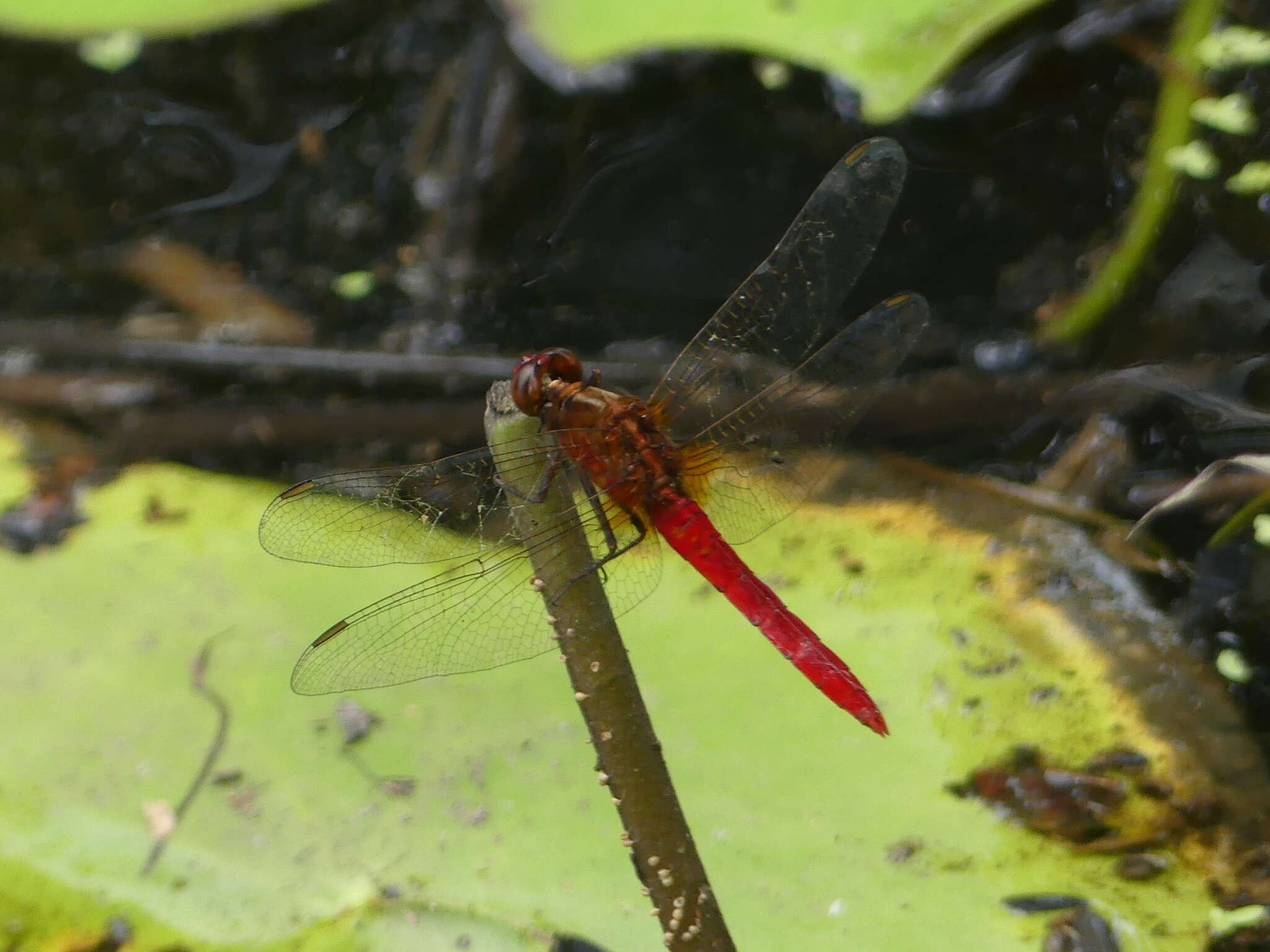 Image of Rhodothemis lieftincki Fraser 1954