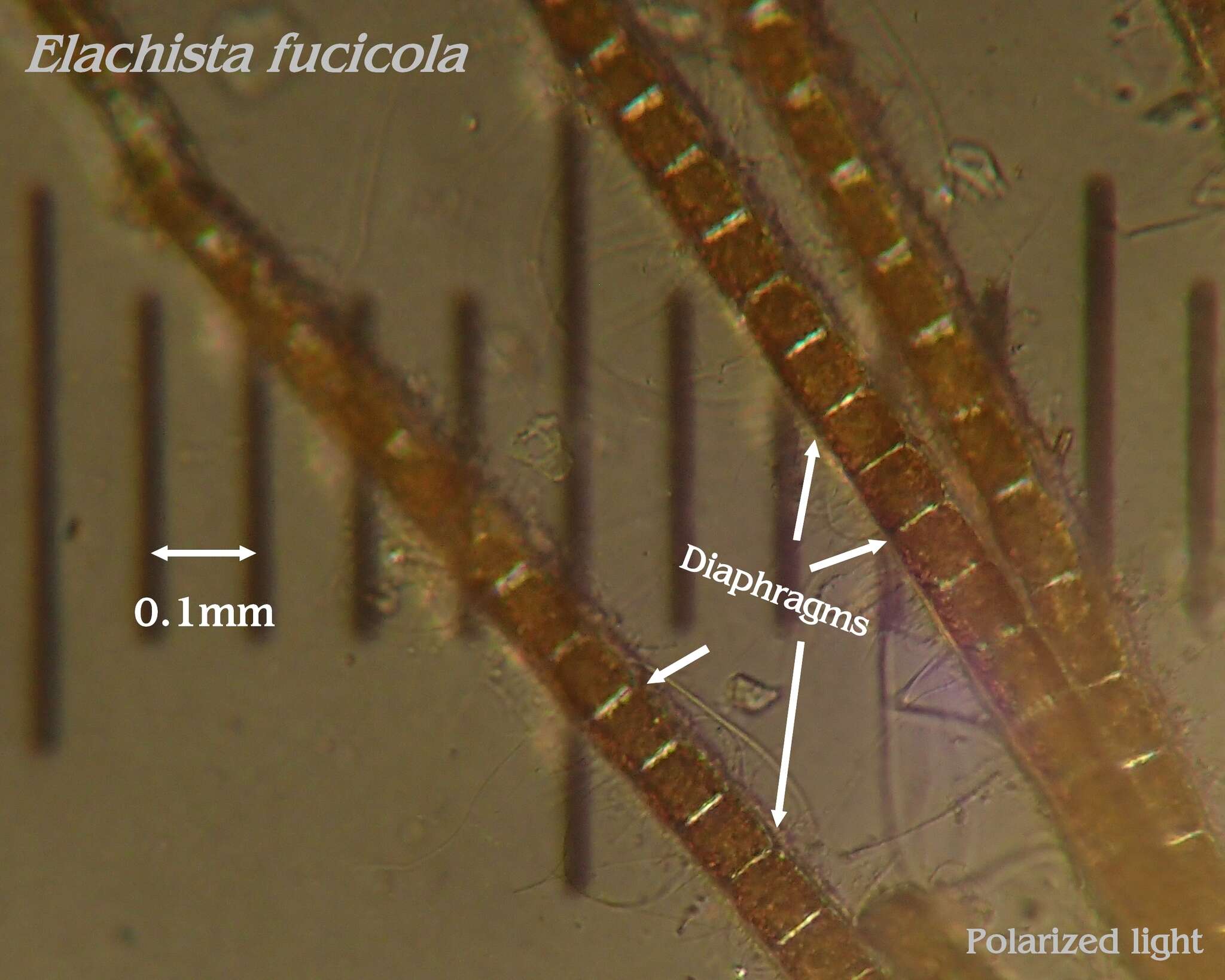 Image of Elachista fucicola