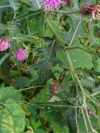 Imagem de Cirsium nipponicum var. incomptum (Maxim.) Y. Kadota