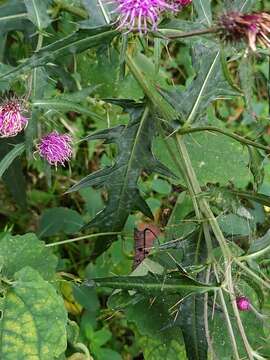 Imagem de Cirsium nipponicum (Maxim.) Mak.