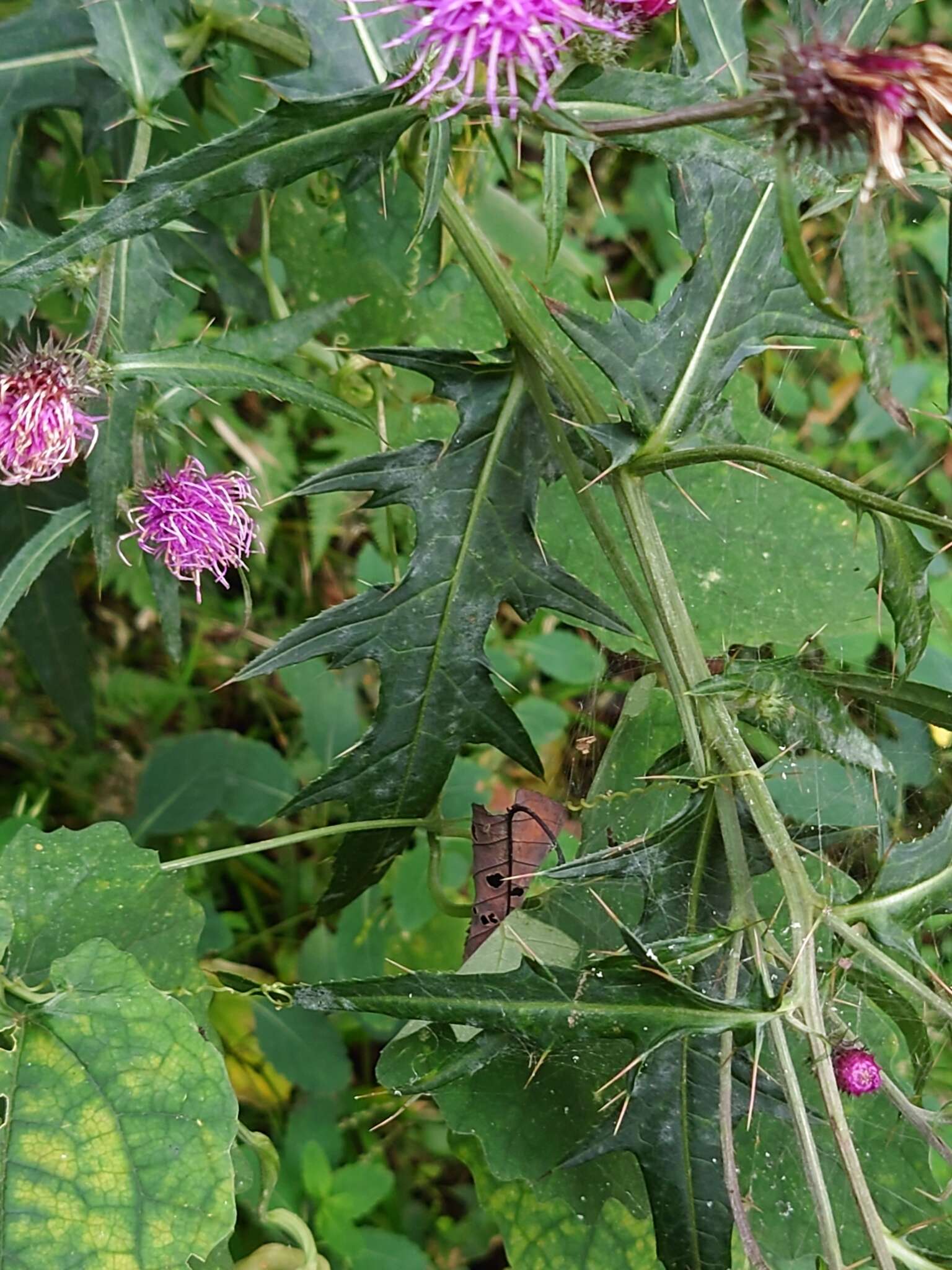 Image of Cirsium nipponicum var. incomptum (Maxim.) Y. Kadota