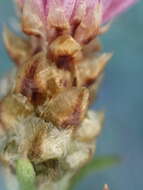 Image of Centaurea jacea subsp. timbalii (Martrin-Donos) Br.-Bl.