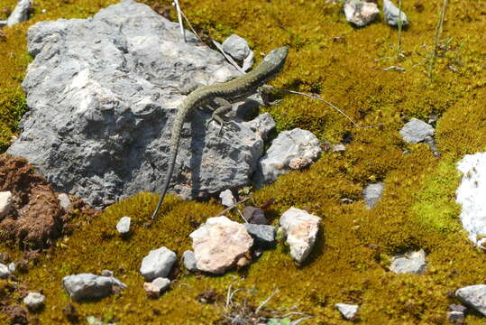 صورة Podarcis muralis muralis (Laurenti 1768)