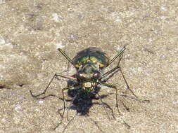 Plancia ëd Cicindela (Cicindelidia) trifasciata sigmoidea Le Conte 1851