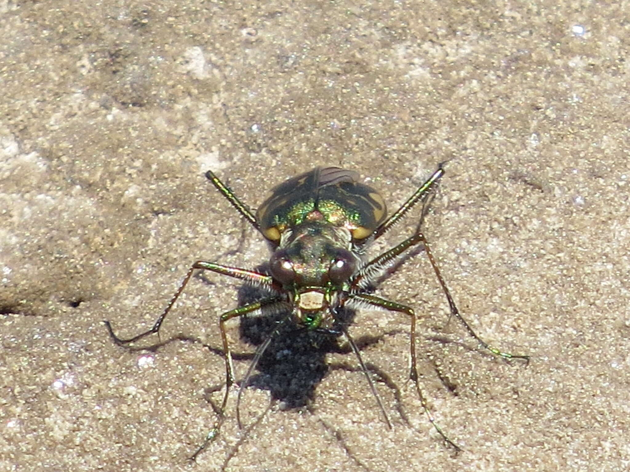 Plancia ëd Cicindela (Cicindelidia) trifasciata sigmoidea Le Conte 1851