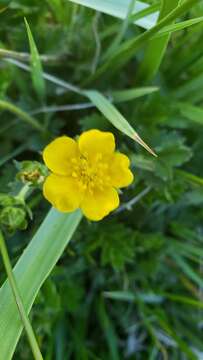 Image of Bruce's Cinquefoil