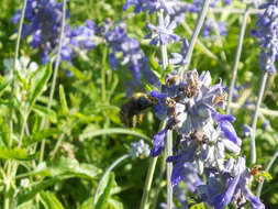 Plancia ëd Xylocopa tabaniformis parkinsoniae Cockerell 1917