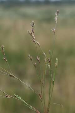 Imagem de Juncus bufonius L.