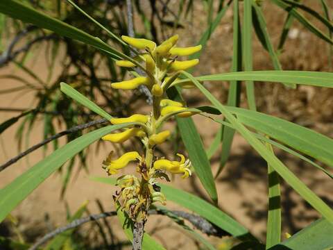 Imagem de Persoonia falcata R. Br.