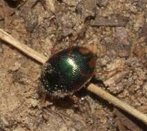 Image of Shiny Round Sand Beetle