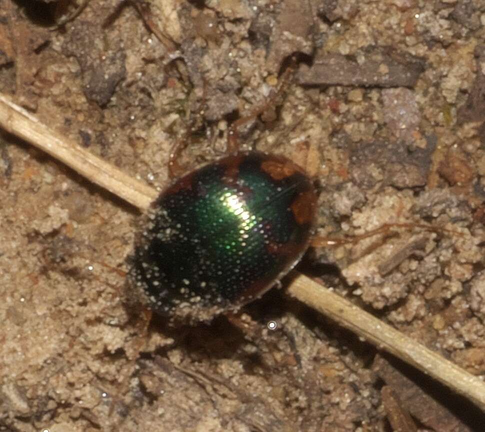 Image of Shiny Round Sand Beetle