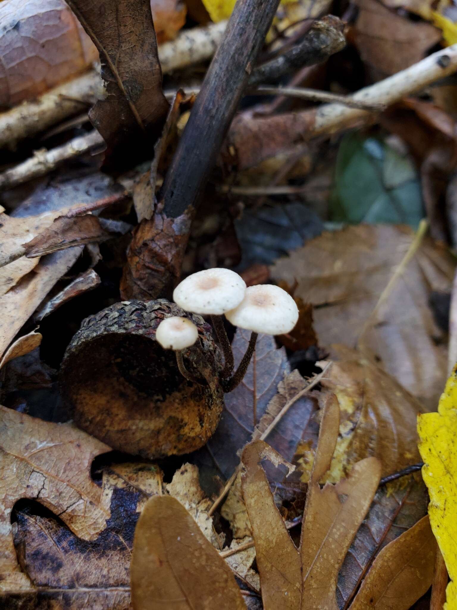 Image of Paragymnopus foliiphilus