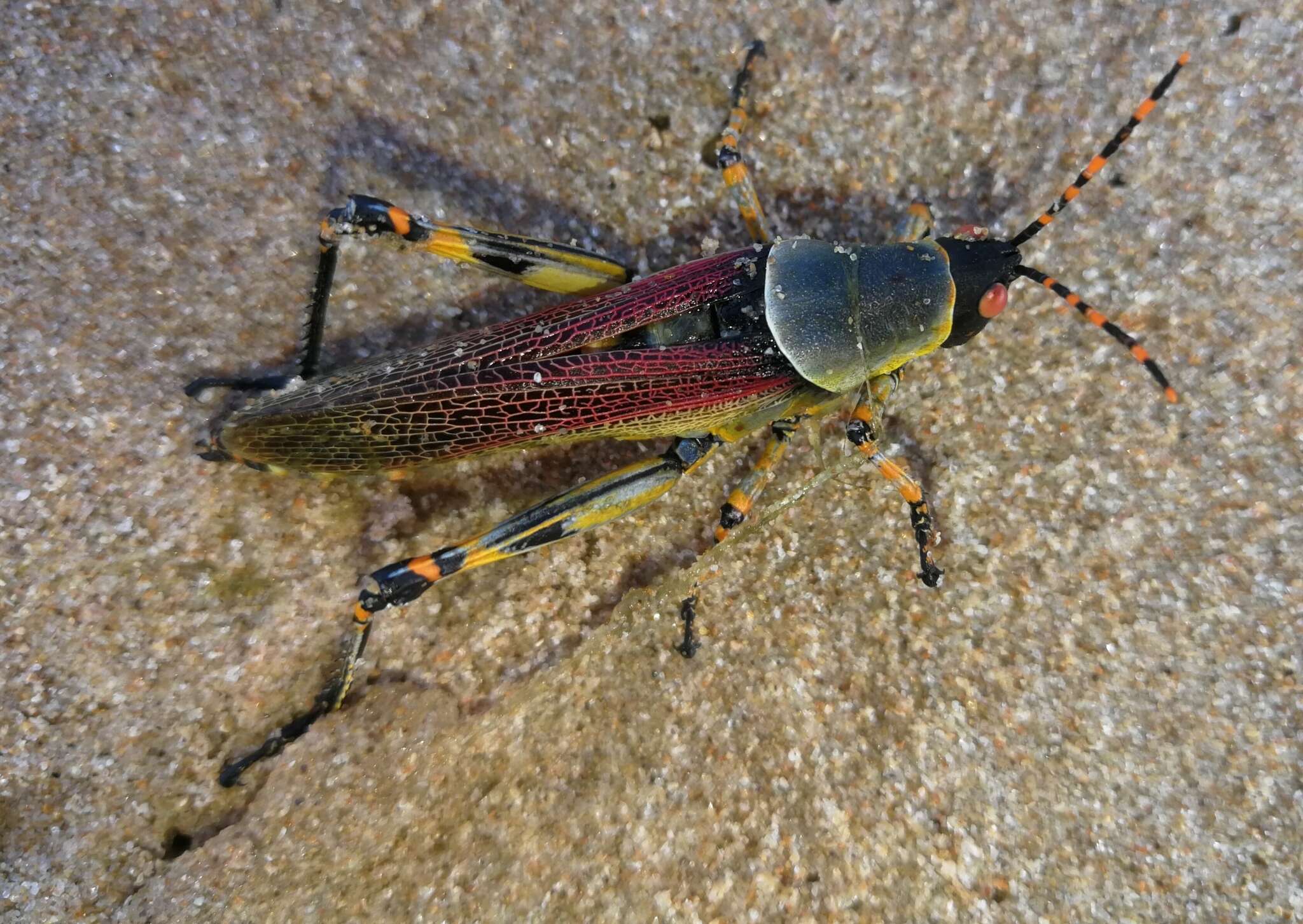 صورة Zonocerus elegans (Thunberg 1815)