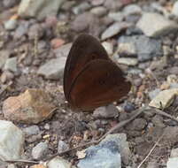 Image of cedar bush-brown