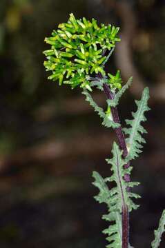 Image of Erechtites picridioides Turcz.