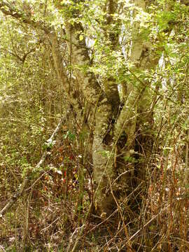 Image of Scouler's willow