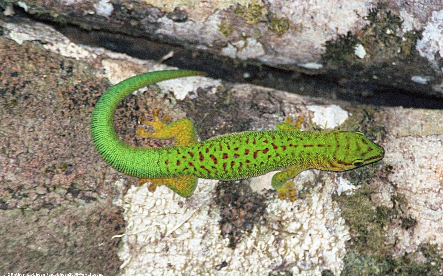 Phelsuma madagascariensis boehmei Meier 1982 resmi