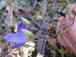 Image de Cheiranthera linearis A. Cunn.