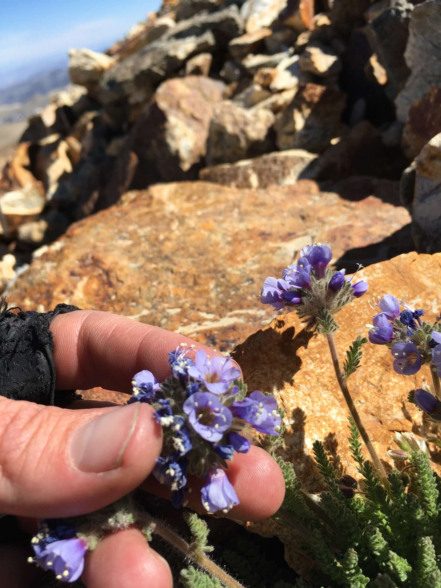 Слика од Polemonium chartaceum Mason