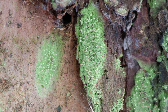 Image of needle lichen