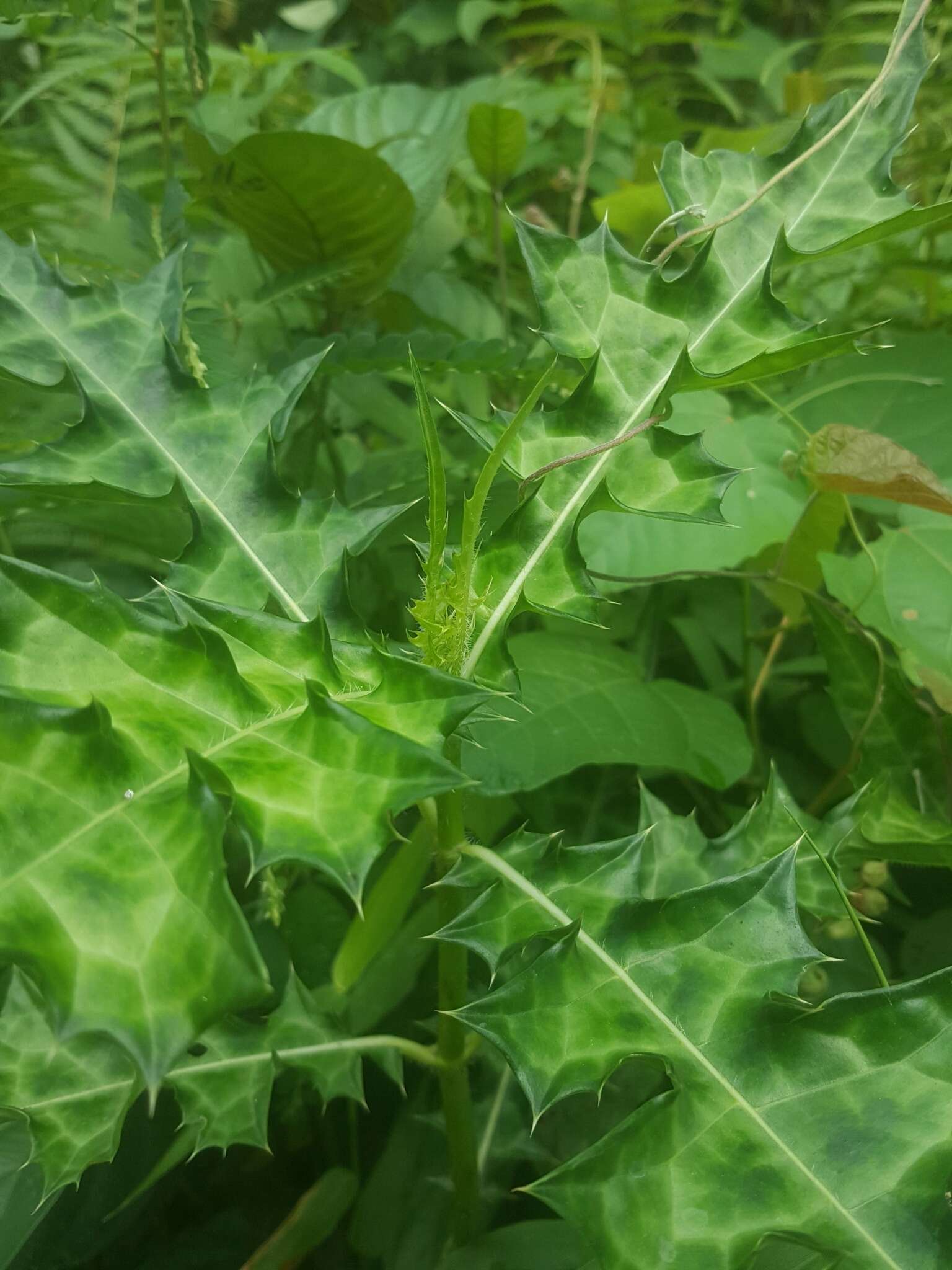 Image of Acanthus montanus (Nees) T. Anders.