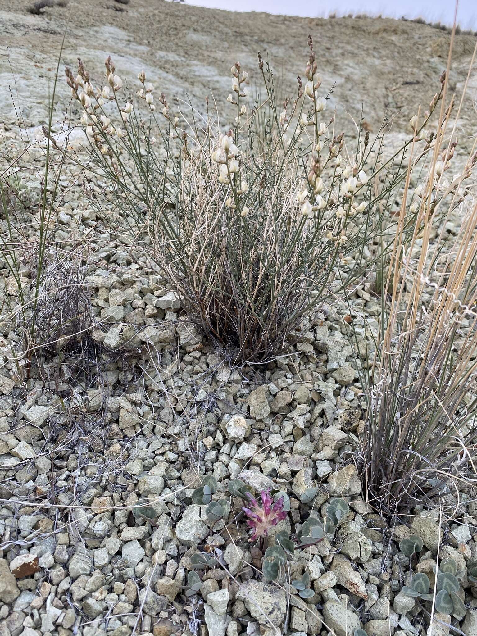 صورة Astragalus cusickii var. sterilis (Barneby) R. C. Barneby