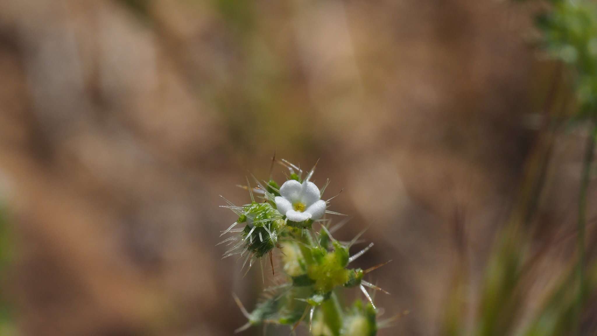 Image of moth combseed