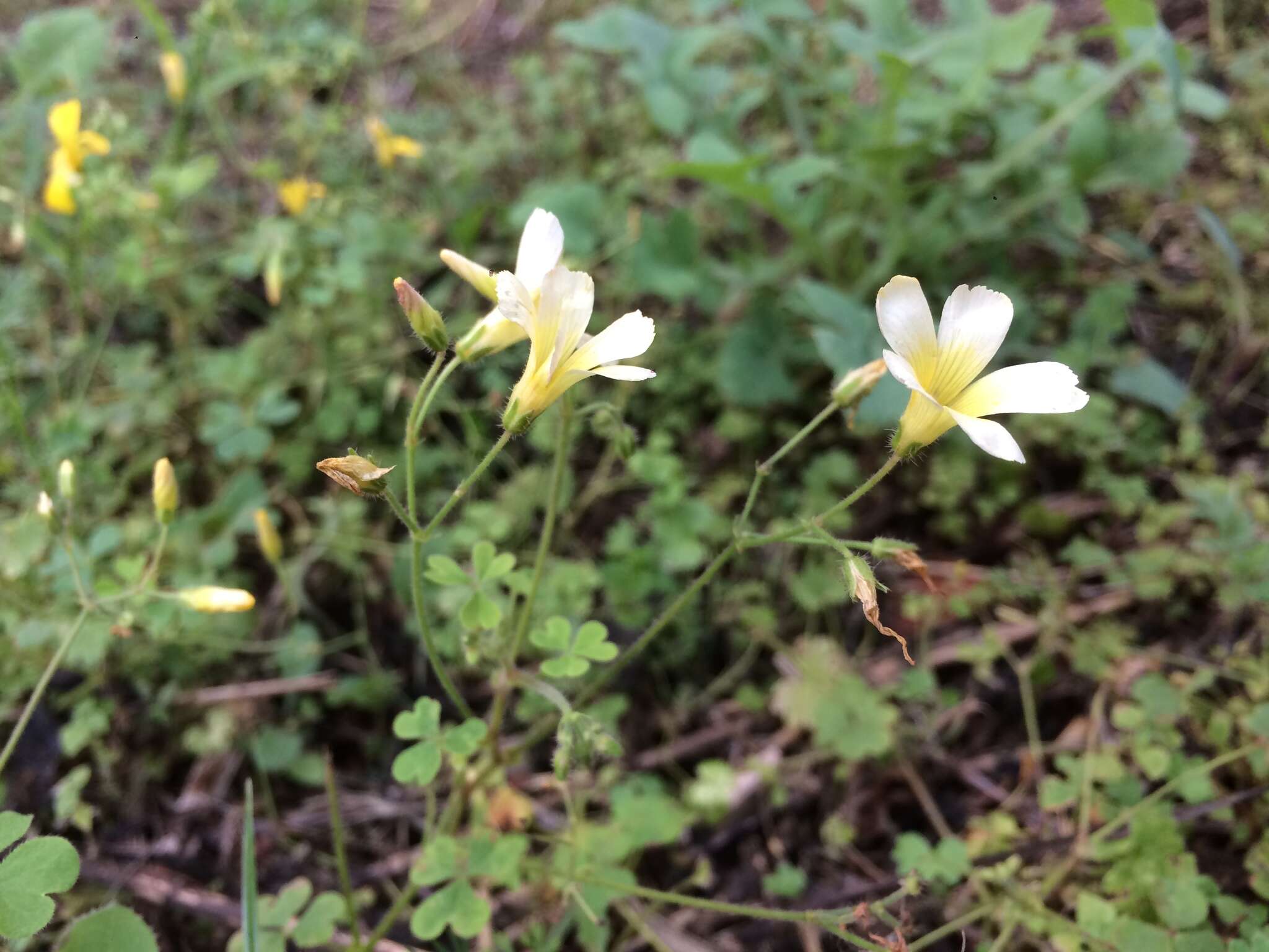 Слика од Oxalis niederleinii Knuth