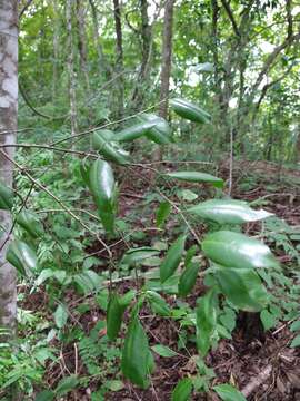 Image of Agonandra racemosa (DC.) Standl.