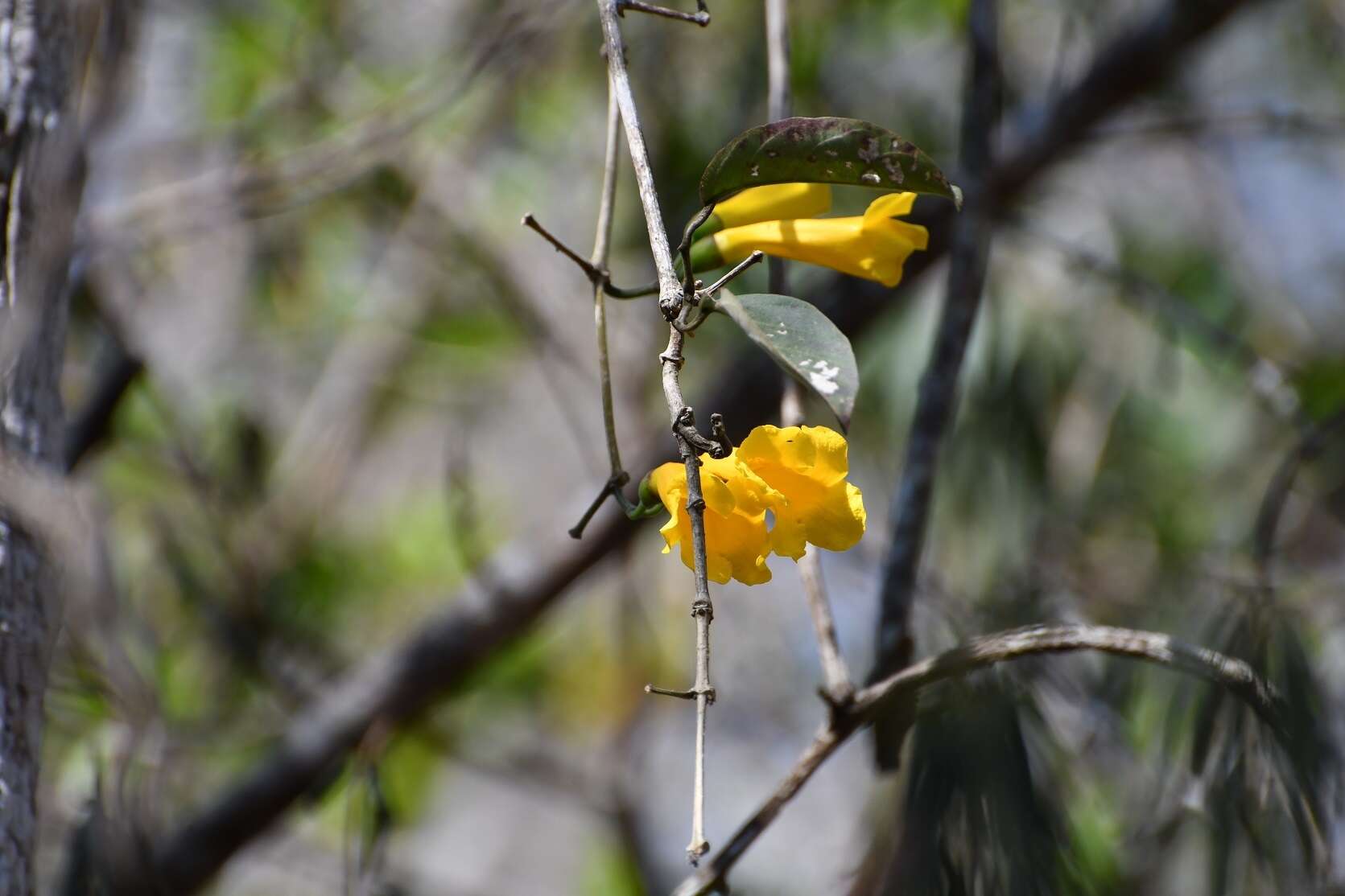 Image of Anemopaegma chrysanthum Dugand