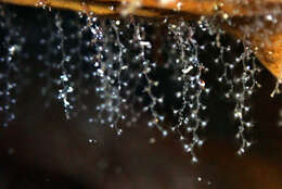 Image of bell hydroid