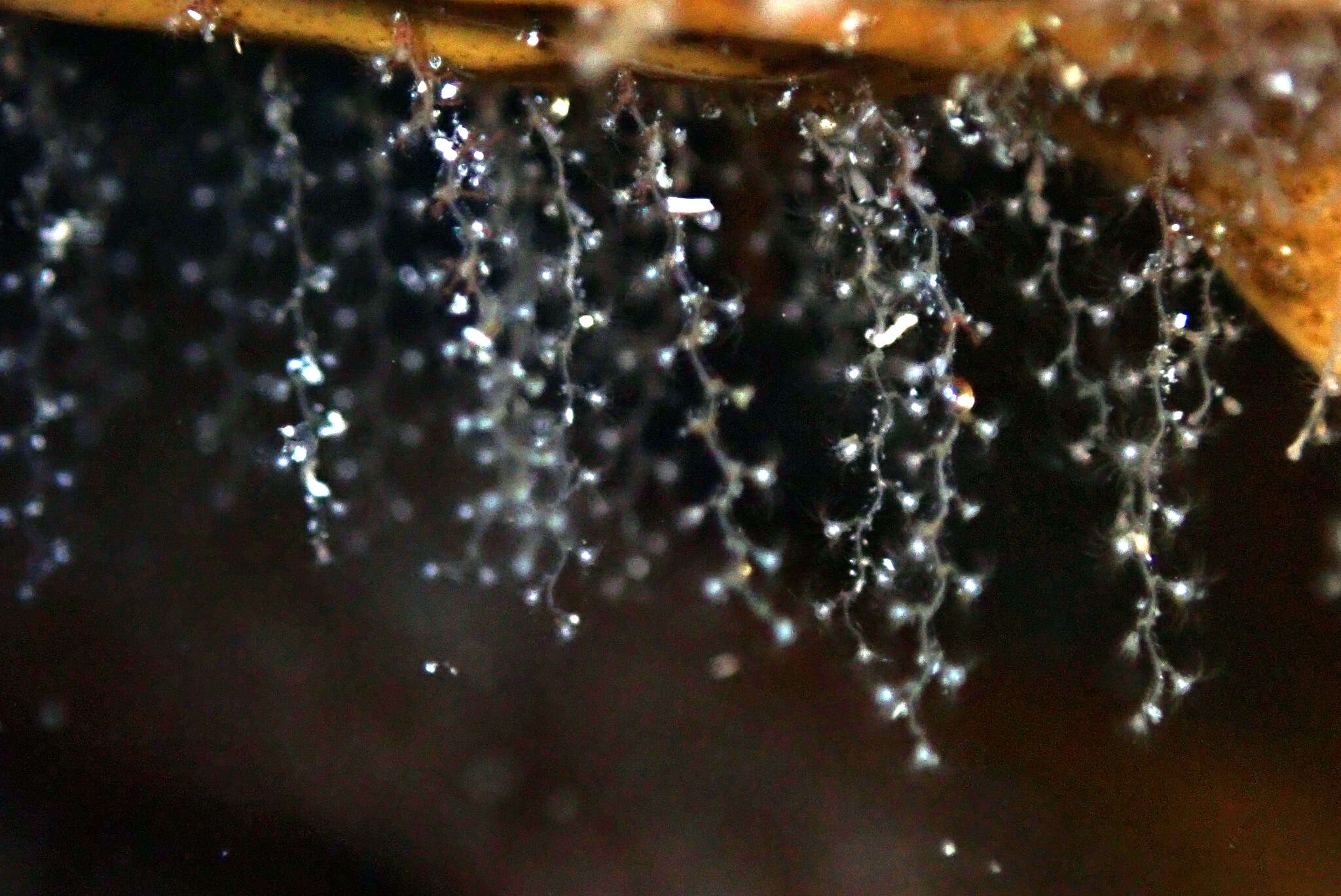 Image of bell hydroid