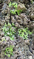 Image of Violet crystalwort